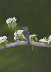 Female Eastern Bluebird Perched in White Flowers