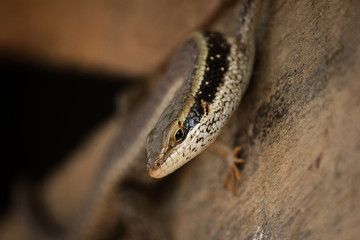 African Lizard