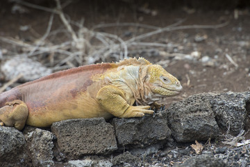 Yellow Land Iguana, Isabela Island