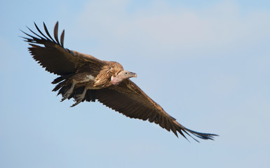 Flying White-backed vulture (Gyps africanus)