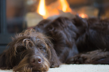 Furry brown dog sleeping in front of fireplace