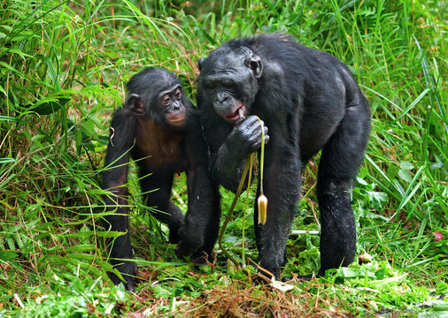 Bonobos and lily. The Bonobo ( Pan paniscus), called the pygmy chimpanzee.rare endemic species. Democratic Republic of Congo. Africa