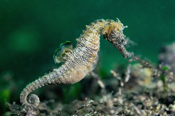 Seahorse © Alex