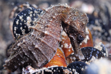 Seahorse on mussels