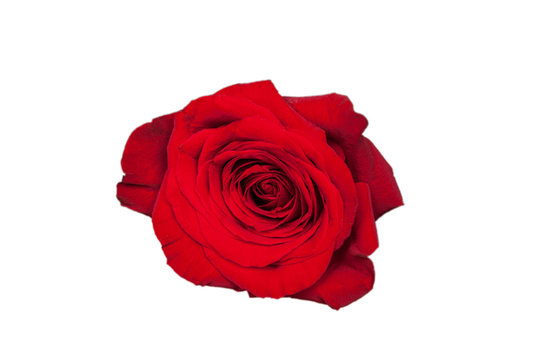 Red rose isolated on white background. A close up macro shot of a red rose. Bed of Red Roses with Vignette