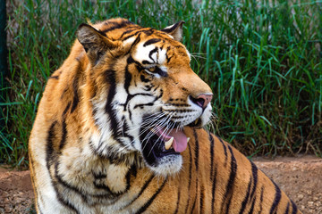 Wild Bengal Tiger Panthera Tigris  face and eyes closeup in ranthambore national park, India.