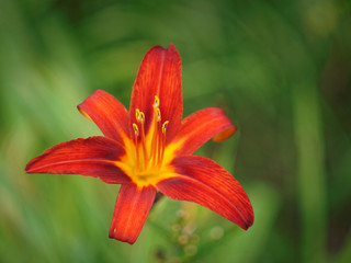 red lily and a blurry green background