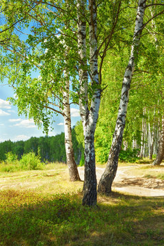 Fototapeta summer in sunny birch forest