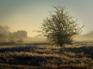 Fototapeta na wymiar winter landscape on a foggy morning
