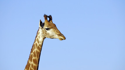 Obraz premium Jirafa - Giraffe mirando