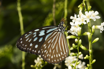 Blue glassy tiger Ideopsis similis butterfly