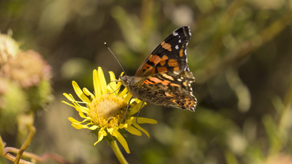 Mariposa Chilena