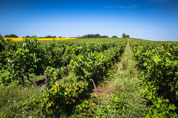 Fototapeta na wymiar The vineyards along the famous wine route in Alsace, France