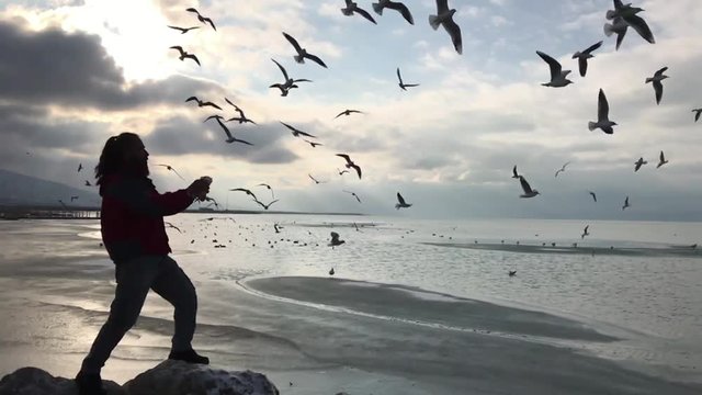 martılar ve yiyecek zamanı