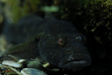 Grumpy Goby