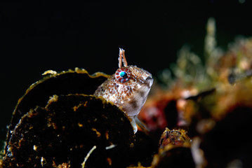 Tentacled blenny