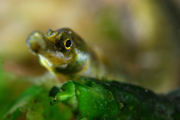 Greater pipefish
