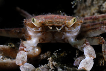 Crab close-up