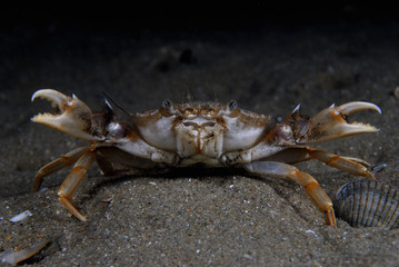 Crab defence