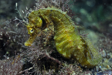 Seahorse