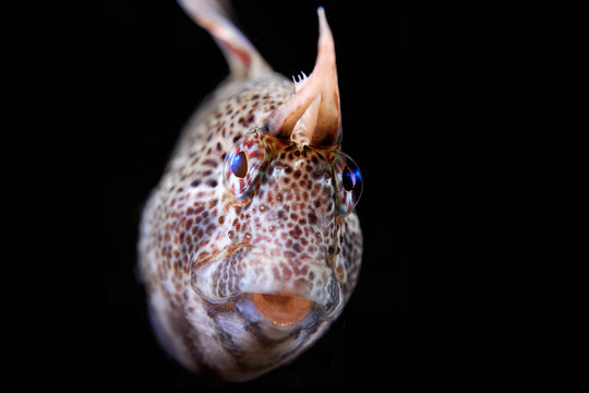 Tentacled blenny 