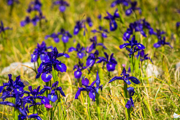 blue flowers field on a mount slope