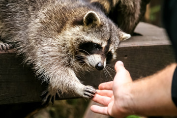 Racoon handshake