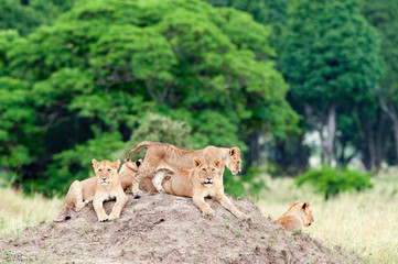Group of young lions on the hill. The lion (Panthera leo nubica), known as the East African or Massai Lion