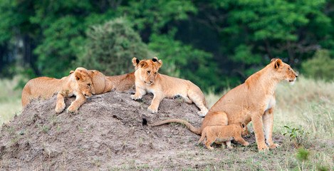 Group of young lions on the hill. The lion (Panthera leo nubica), known as the East African or Massai Lion