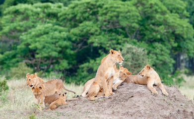 Group of young lions on the hill. The lion (Panthera leo nubica), known as the East African or Massai Lion