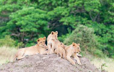 Fototapeta na wymiar Group of young lions on the hill. The lion (Panthera leo nubica), known as the East African or Massai Lion