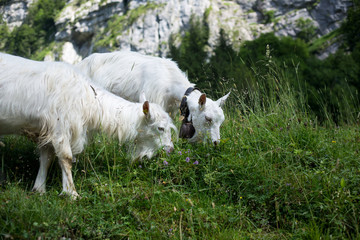 Obraz premium White goats grazing on the mountain medow on a summer day