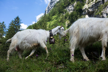 Obraz premium White goats grazing on the mountain medow on a summer day