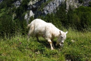 Fototapeta na wymiar White goat grazing on the mountain medow on a summer day