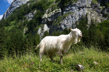 Obraz premium White goat grazing on the mountain medow on a summer day