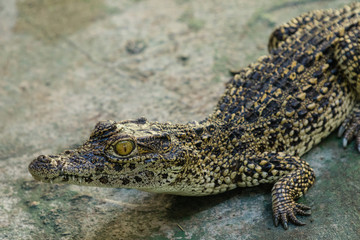 Krokodil
