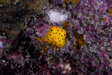 Yellow Boxfish