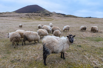 Sheep on windy slopes of the Westman islands, Iceland with the Helgafell volcano in the background