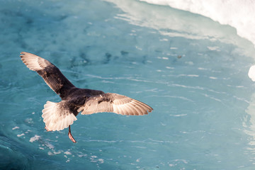 Petrel landing in ice-covered sea