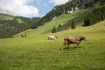 Fototapeta na wymiar Cows grazing on an alpine pasture in high mountains, ringing with their bells