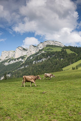 Cows grazing on an alpine pasture in high mountains, ringing with their bells