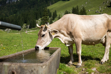 Cows grazing on an alpine pasture in high mountains, ringing with their bells