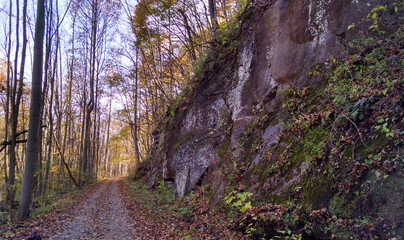 Trail through wooded forest