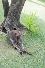 kangaroo relaxing 