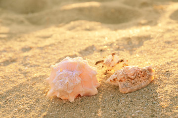 Obraz na płótnie Canvas Sea shells on sand, close up view