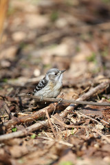 コゲラ,キツツキ目キツツキ科