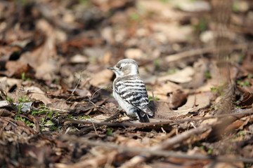 コゲラ,キツツキ目キツツキ科