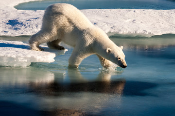 Polar bear taking bath