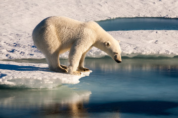 Polar bear looking into water sceptically