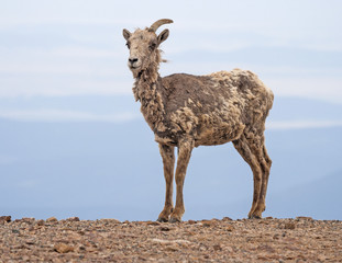 Ugly goat, Mount  Evans in Colorado